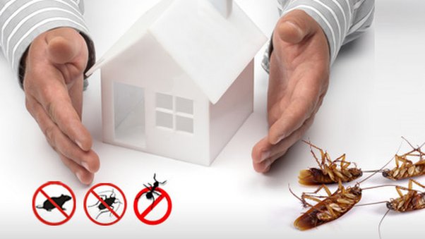 Pest Control Experts