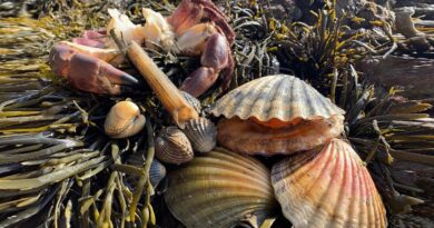 coastal foraging