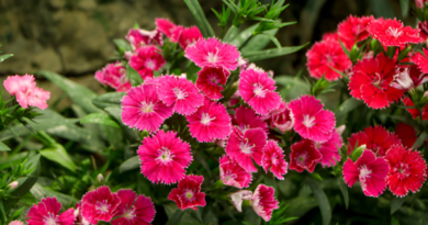 flower plants