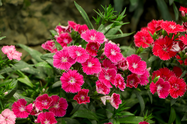 flower plants