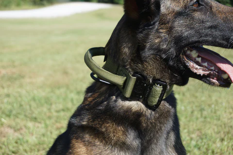 Dog Training Collars