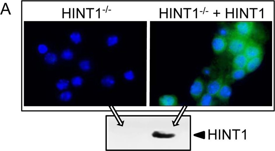 Antibody Validation