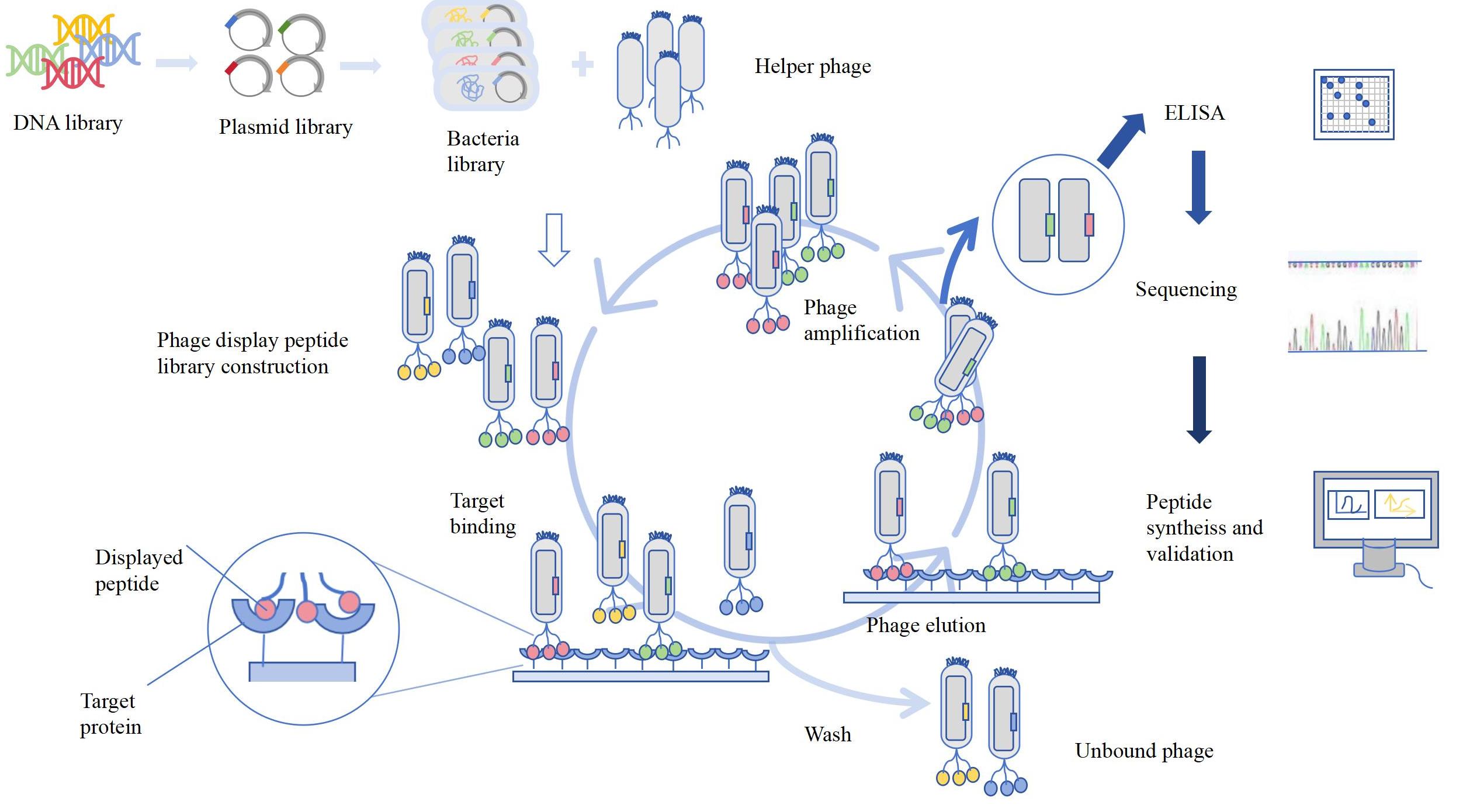 Peptide and Drug Screening