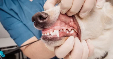 No-Sedation Teeth Cleaning