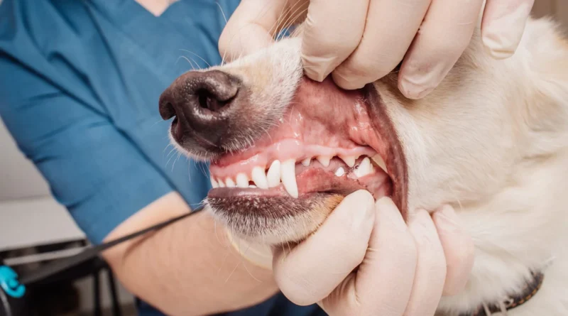 No-Sedation Teeth Cleaning