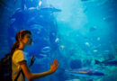 SEA Aquarium vs Singapore Zoo: Which Is Better for Kids?
