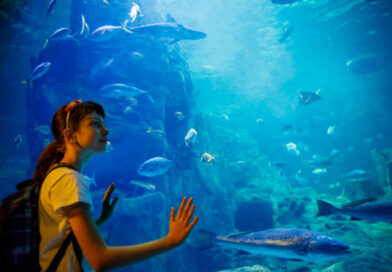 SEA Aquarium vs Singapore Zoo: Which Is Better for Kids?