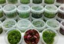 Tissue Culture Plants