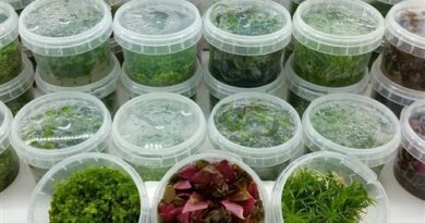 Tissue Culture Plants