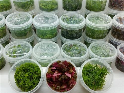 Tissue Culture Plants