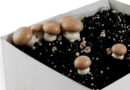 Mushroom Growing Kits