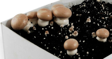 Mushroom Growing Kits
