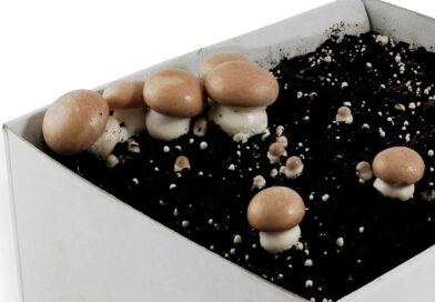 Mushroom Growing Kits