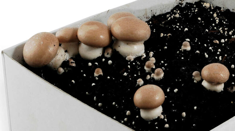 Mushroom Growing Kits