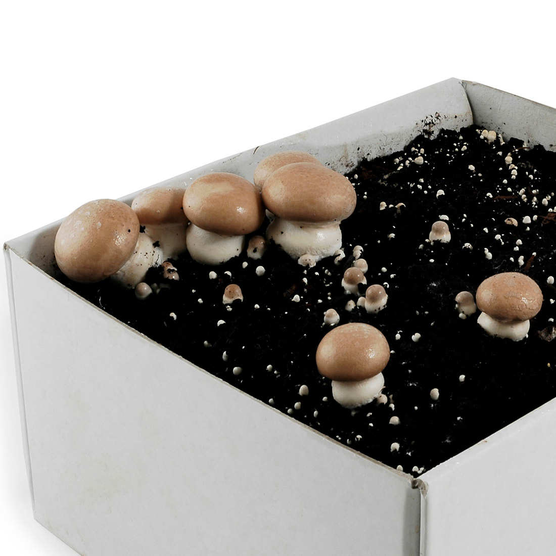 Mushroom Growing Kits