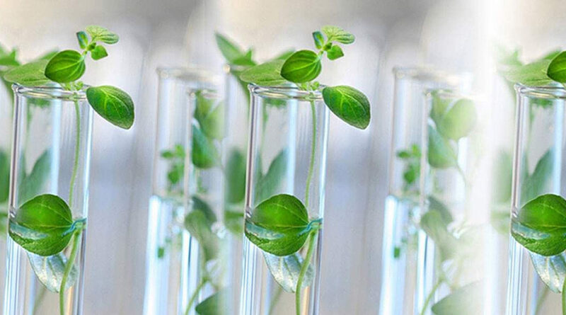 China Tissue Culture