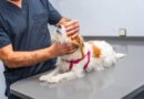 3 Signs Your Dog May Need an Immediate Animal Hospital Visit