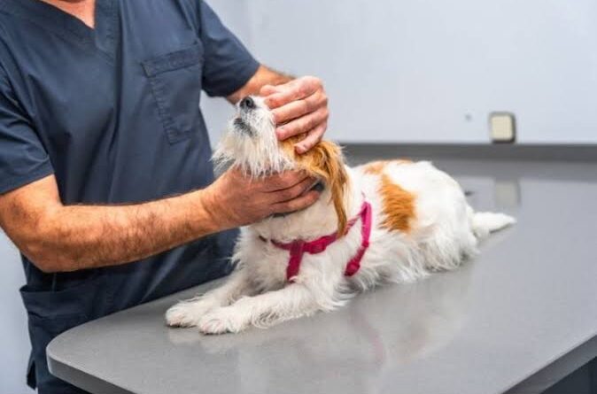 3 Signs Your Dog May Need an Immediate Animal Hospital Visit