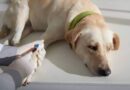 Why Blood Work Is Standard In Animal Hospitals