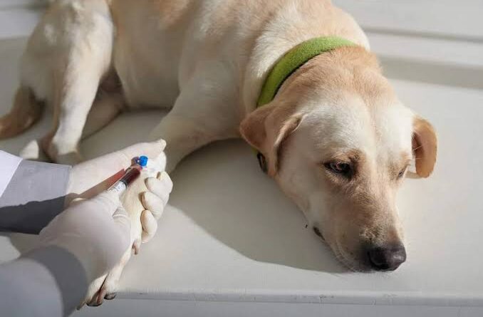 Why Blood Work Is Standard In Animal Hospitals
