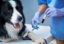  Why Regular Blood Work Is Essential In Veterinary Clinics